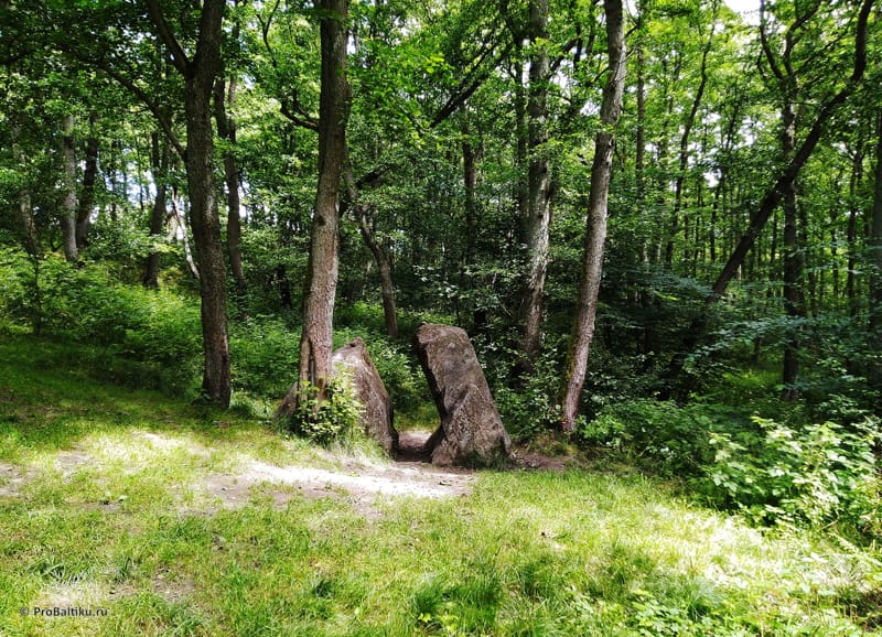 borstenstein kamen lji pionerskiy v lesu