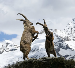 fighting ibexes