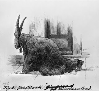 scandinavian goat5